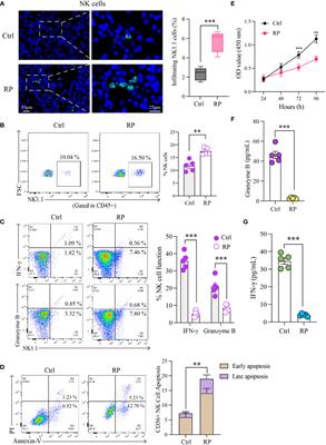 Autophagy-mediated NKG2D internalization impairs NK cell function and exacerbates radiation pneumonitis